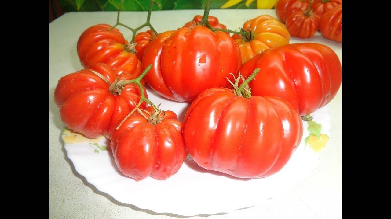 Сорт необычных томатов грибное лукошко