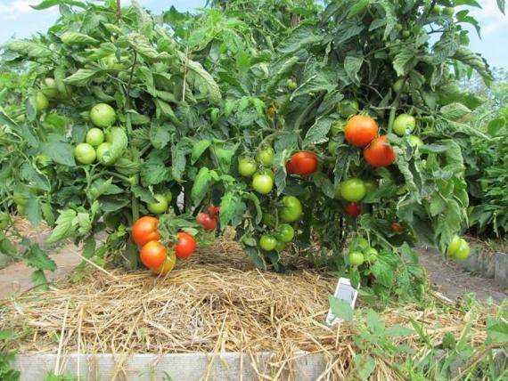 Мульчирование помидоров в открытом грунте и в теплице: использование разных материалов и особенности обработки томатов (135 фото)