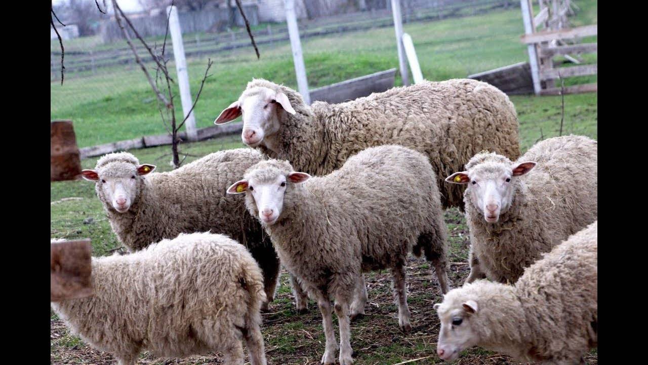 Возбудитель брадзота у овец и признаки заболевания, лечение и профилактика