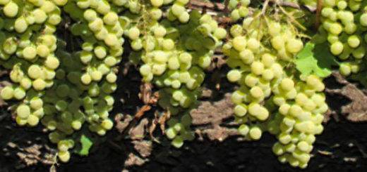 Виноград сорта низина – неприхотливый сорт с крупными ягодами