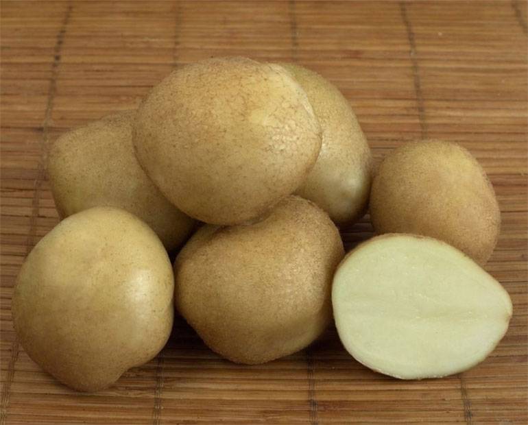 Описание сорта картофель голубизна — особенности выращивания