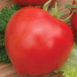 Сорт томатов «будёновка» опыт овощевода