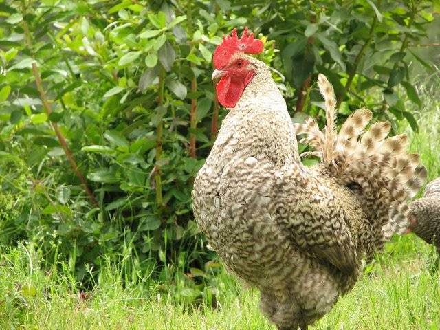 Маран курица. описание, особенности, уход и цена кур породы маран