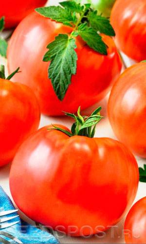 Описание сорта томата золотой век, его характеристика и урожайность