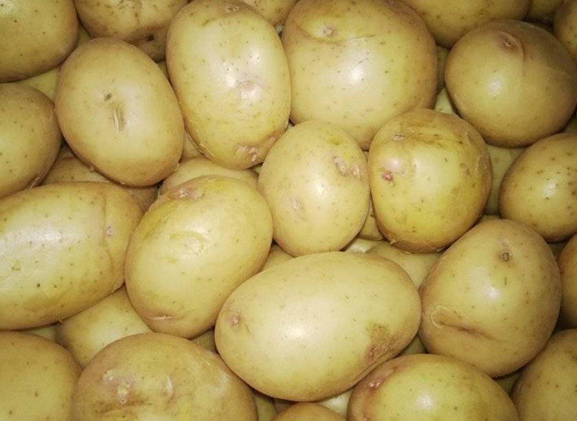 Белый картофель (описание сортов с фотографиями)