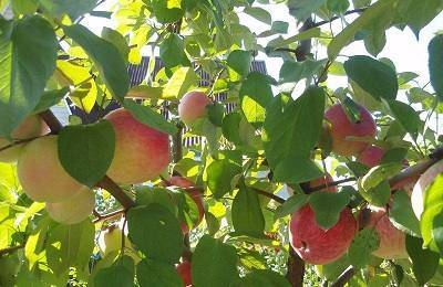 Описание сорта яблонь сеянец титовки, история селекции и оценка плодов