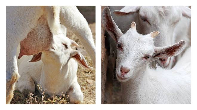 Беременность у козы: как ее определить и сколько месяцев длится