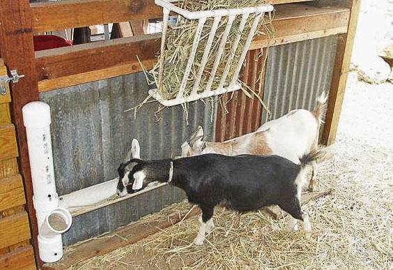 Сколько козе нужно сена на зиму, расчет нормы на день и год, правила хранения