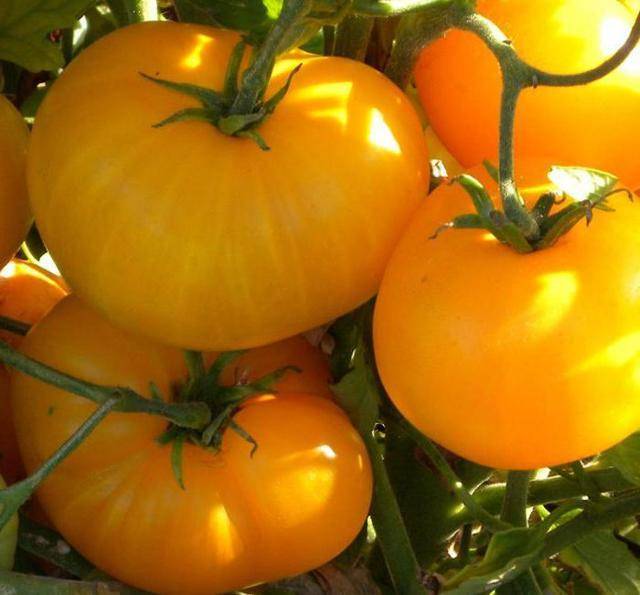 Характеристика и описание сорта томата Апельсин, его урожайность