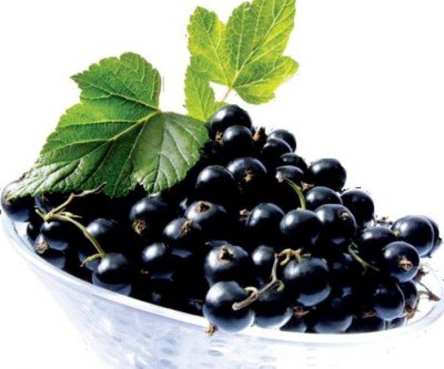 Полезные свойства и противопоказания ягод черной смородины