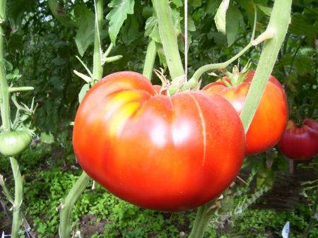 Описание сорта томата екатерина, его урожайность и выращивание