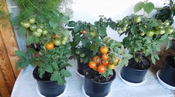 Подробная инструкция по выращиванию помидор на подоконнике зимой и летом