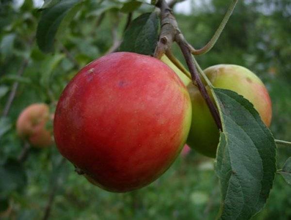 Яблоня «орловское полосатое»: описание сорта, фото и отзывы