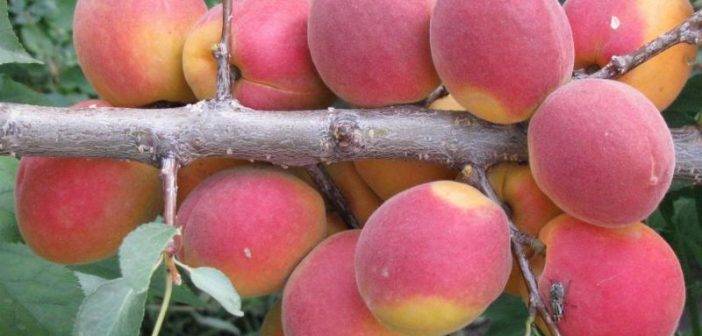 Описание сорта абрикоса ульянихинский, характеристики урожайности и выращивание