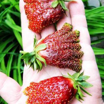 Земклуника купчиха — гибрид двух ягодных культур на вашей грядке