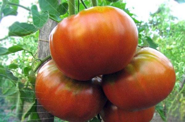 Мой огород 2. моя коллекция томатов. гиганты