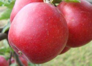 Яблоня «флорина»: описание сорта, фото, отзывы
