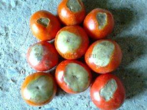 Вершинная гниль томатов в теплице: как бороться