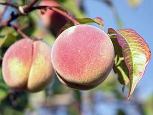 Персик понтийский — описание сорта и отзывы садоводов