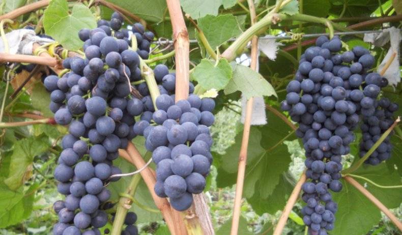 Алтайский сорт винограда загадка шарова, особенности посадки и выращивания
