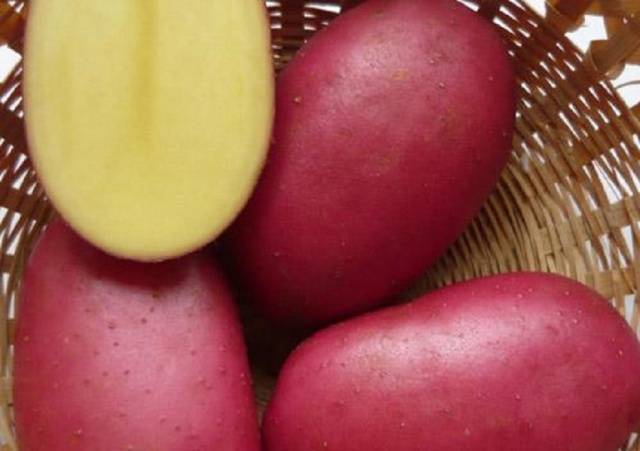 Ваша удача ждёт вас в огороде: один из самых урожайных сортов картофеля
