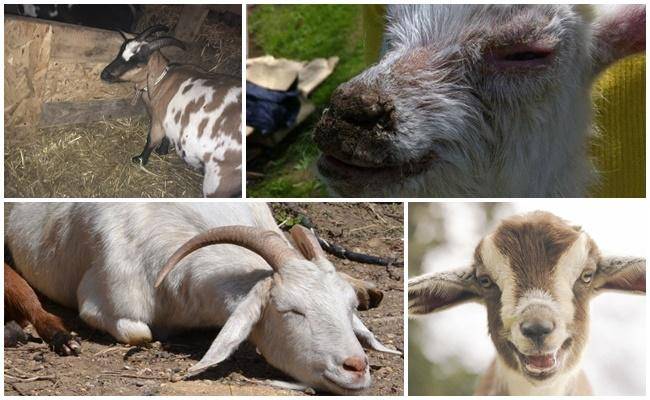 У козы пена у рта: симптомы тиаминовой недостаточности и методы лечения