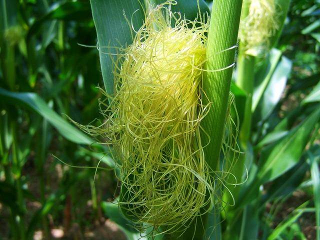 Кукурузные рыльца: полезные свойства и противопоказания