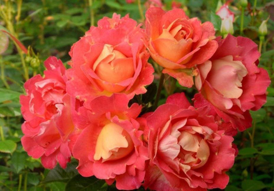 О розе easy does it: описание и характеристики сорта, уход и выращивание