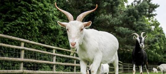 Как подготовить козу первокотку к доению