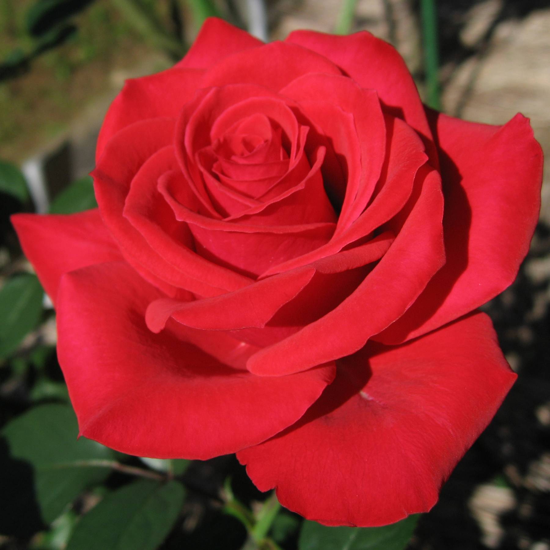 Белые розы: лучшие сорта, особенности выращивания и применения в ландшафтном дизайне