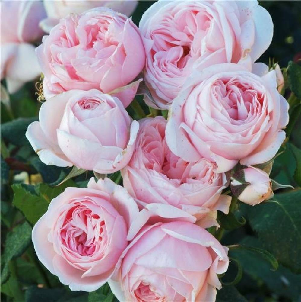 Плетистые розы — сорта с фото