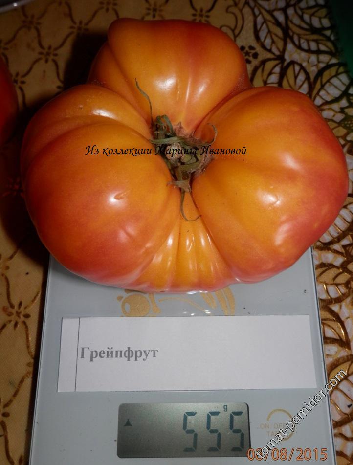 Крепкий и устойчивый сорт — томат поль робсон: полное описание помидоров и их характеристики