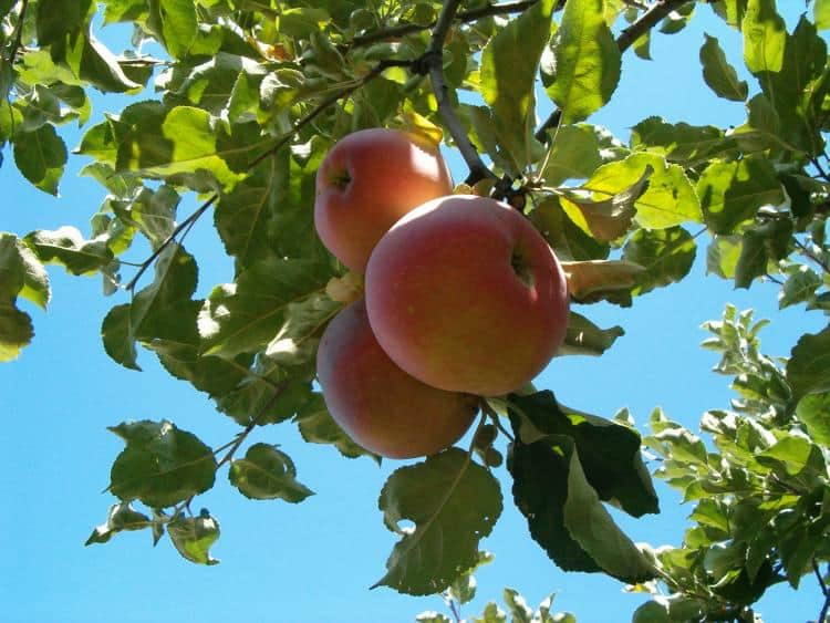 Описание и характеристики яблони сорта Апорт, особенности посадки и ухода