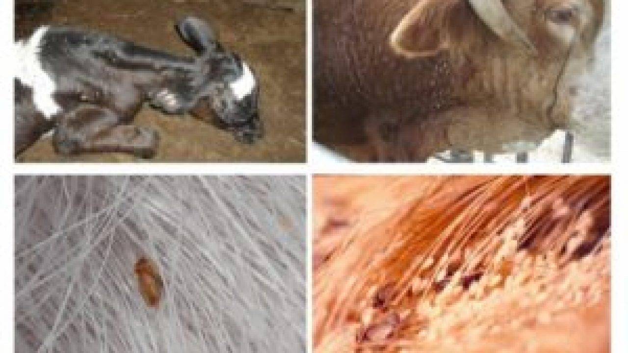 Профилактика и лечение вздутия (тимпании рубца) у коров