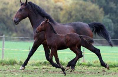 Какая может быть максимальная скорость лошади и от чего она зависит