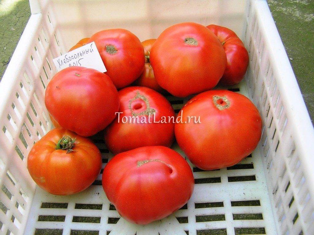 Плюсы и минусы, описание, характеристика, урожайность, фото, видео и болезни томата сорта «хлебосольный»