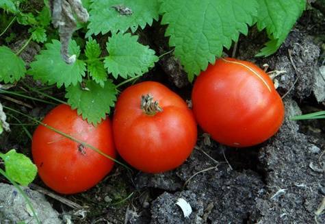 Особенности сорта помидор «грунтовый грибовский»