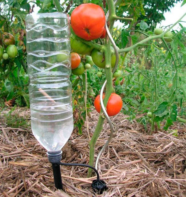Как правильно поливать помидоры