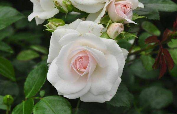 Роза чиппендейл — зрелище, которое лишает чувств