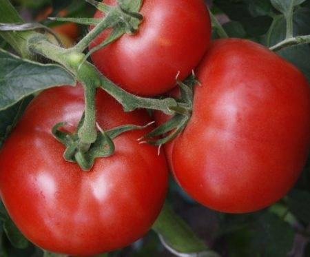 Лучшие урожайные сорта томат для теплиц сибири, урала и подмосковья