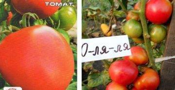 Характеристика розовоплодных томатов турмалин и общее описание сорта