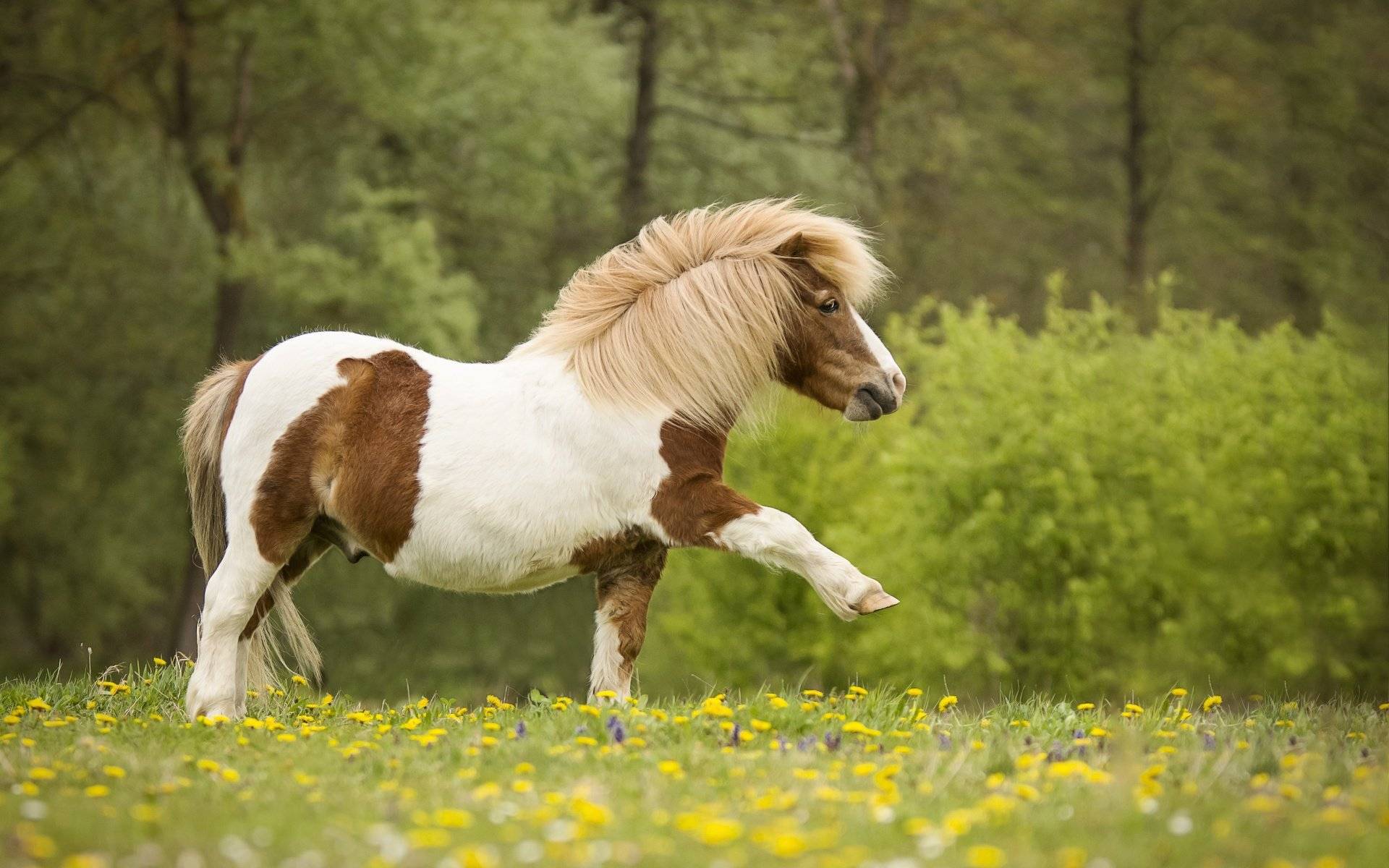 Вятская порода лошадей: характеристика, особенности содержания
