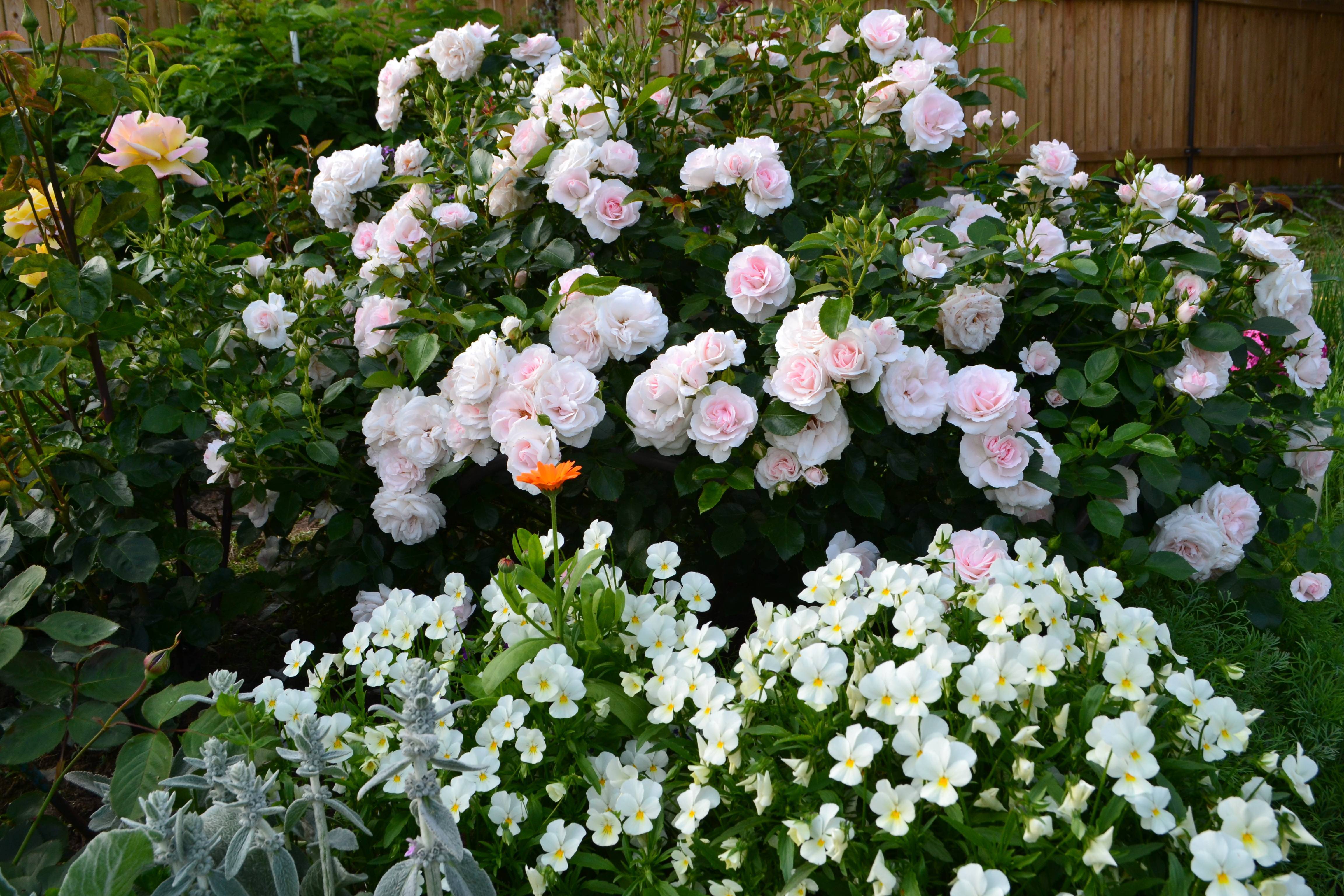 Роза абрахам дерби (abraham darby) — описание сортового цветка