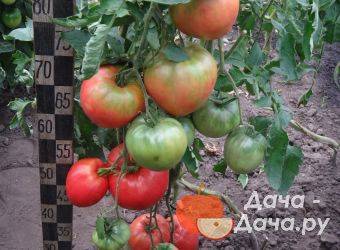 Описание томат сорта властелин степей и его характеристики