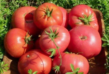 Сорт томата «исполин малиновый»: фото, отзывы, описание, характеристика, урожайность