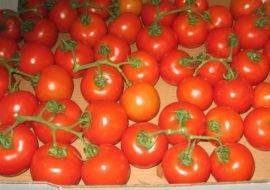 Все о томатах. выращивание томатов. сорта и рассада.