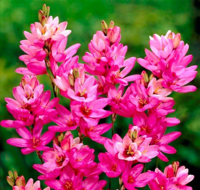 Иксия: фото цветка, 8 видов и сорта, посадка и уход в открытом грунте