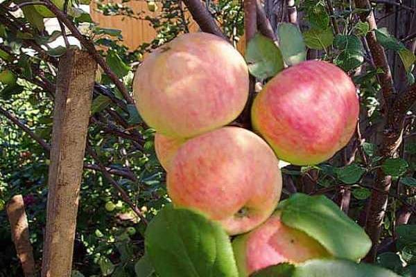 Зимостойкая и высокоурожайная яблоня уралец