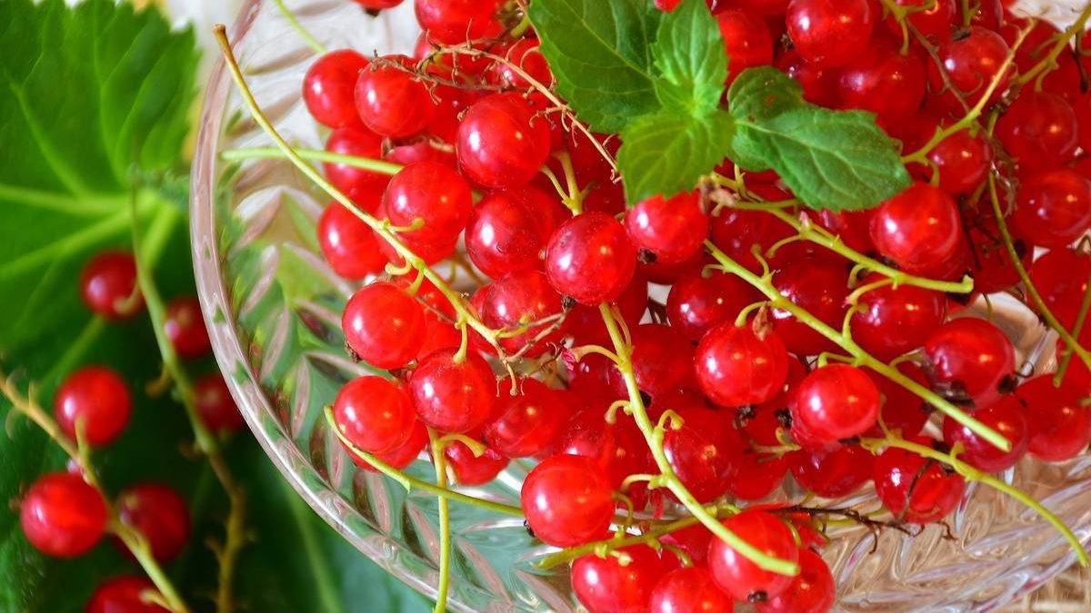 Смородина уральская красавица – вкусная и ароматная ягода