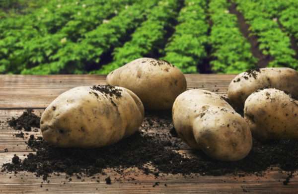 Вкусный картофель «цыганка»: описание сорта и фото красавицы в фиолетовом